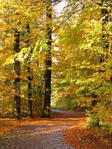 Autumn Forest Wall Decal Design 2