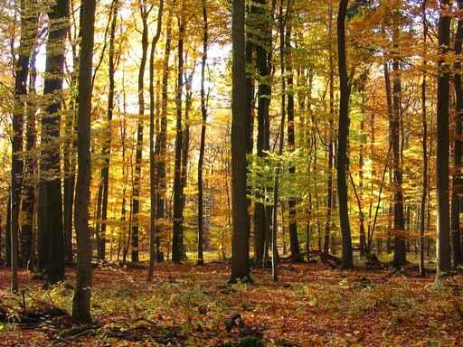 Autumn Forest Wall Decal Design 1