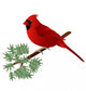 Male Cardinal Wall Decal