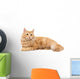 Long-Haired Orange Cat on a White Background Wall Decal