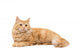 Long-Haired Orange Cat on a White Background Wall Decal