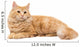 Long-Haired Orange Cat on a White Background Wall Decal