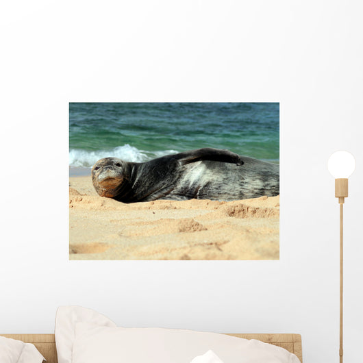 Monk Seal Wall Mural