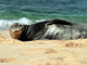 Monk Seal Wall Mural