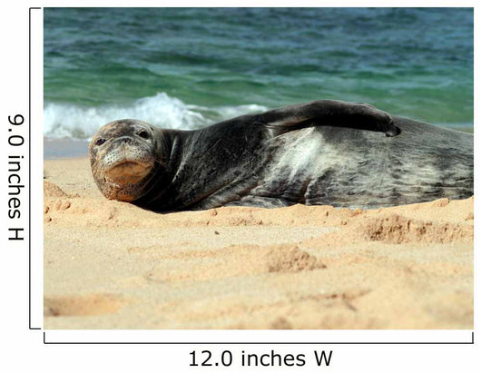 Monk Seal Wall Mural