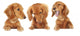 Three Dachshund Puppies Wall Decal