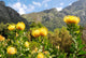 Kirstenbosch botanical garden,Cape Town Wall Mural