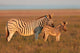Plains Zebras Wall Decal