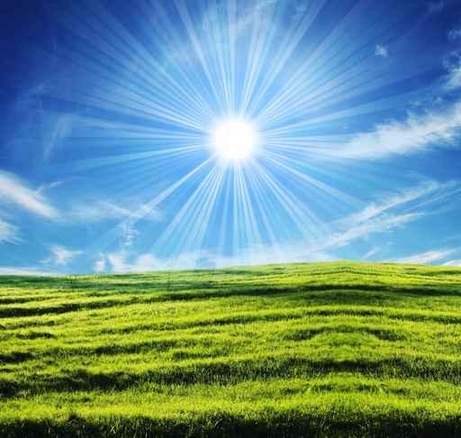 Grassland 001 Wall Decal