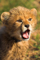 Cheetah Cub Wall Decal Design 2