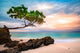 Exotic seascape with sea grape trees leaning above a rocky Caribbean beach at sunset, in Cayo Levantado, Dominican Republic Wall Mural