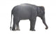 Elefant Wall Decal