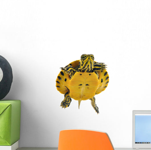 Baby Turtle Wall Decal