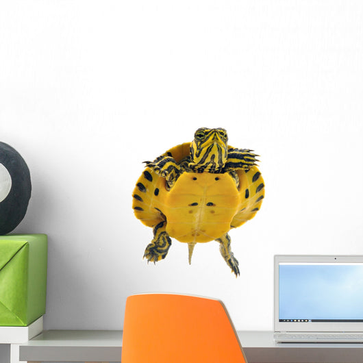Baby Turtle Wall Decal