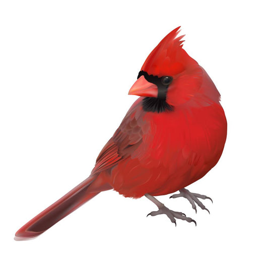 Northern Cardinal Portrait Hand Wall Decal