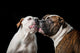 two American Bulldogs, American Bulldog, Dogs plays with the ball Wall Mural