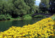 Bridge and Black-eyed Susans Wall Decal