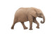 Elephant Isolated on White Background Wall Decal