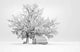 Winter Wonderland Sw Wall Decal