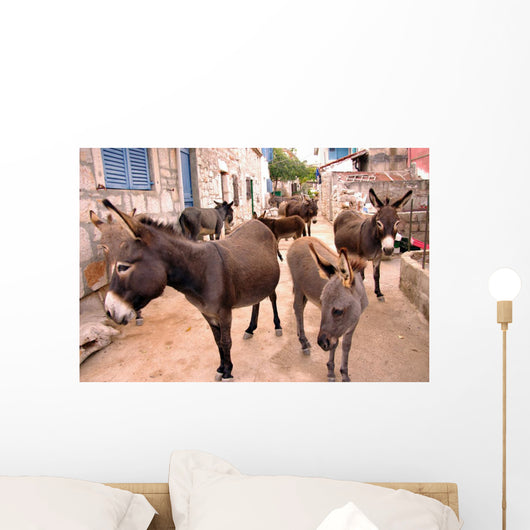 Donkeys in the Streets of Vrulje Wall Mural