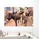 Donkeys in the Streets of Vrulje Wall Mural