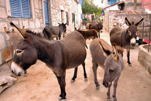 Donkeys in the Streets of Vrulje Wall Mural