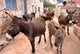 Donkeys in the Streets of Vrulje Wall Mural