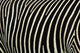 Zebra Stripes Wall Decal