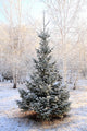 Winter Landscape Wall Mural