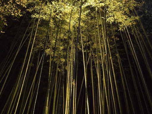 Light up Bamboo Forest Wall Decal