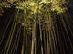 Light up Bamboo Forest Wall Decal