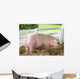 Large White Swine Farm Wall Decal