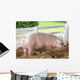 Large White Swine Farm Wall Decal