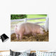 Large White Swine Farm Wall Decal