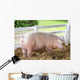 Large White Swine Farm Wall Decal