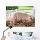 Large White Swine Farm Wall Decal