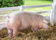 Large White Swine Farm Wall Decal