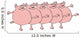 Pig Chorus Line Wall Decal