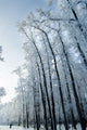 Trees Mantled with Rime Wall Mural
