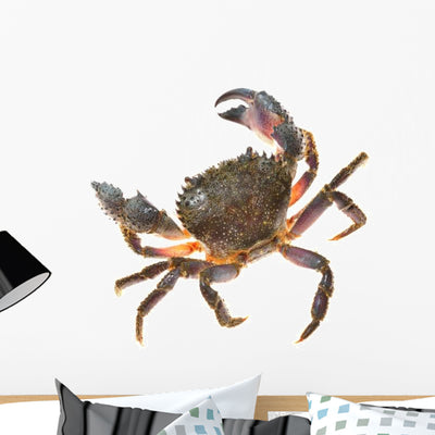 Colorful Warty Stone Crab Wall Decal shown on a wall