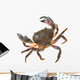 Colorful Warty Stone Crab Wall Decal
