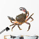 Colorful Warty Stone Crab Wall Decal