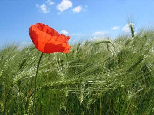 Poppy and Clouds Wall Decal
