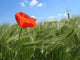 Poppy and Clouds Wall Decal