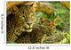 Leopards Wall Mural
