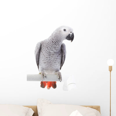 African Grey Parrot Wall Decal shown on a wall