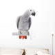 African Grey Parrot Wall Decal