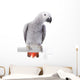 African Grey Parrot Wall Decal