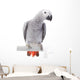 African Grey Parrot Wall Decal