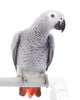 African Grey Parrot Wall Decal